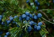 close up photo of blueberries