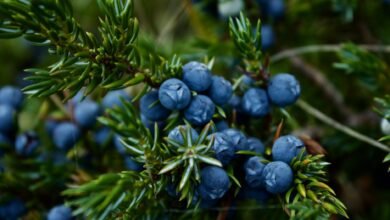 close up photo of blueberries