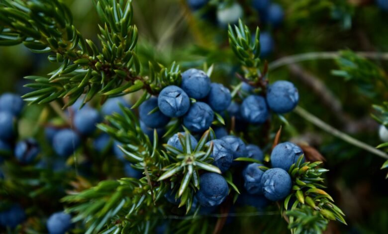 close up photo of blueberries