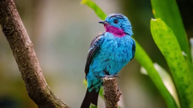 Spangled cotinga blue bird image