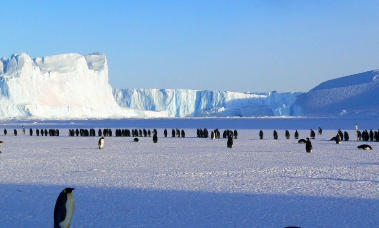 penguins on ice