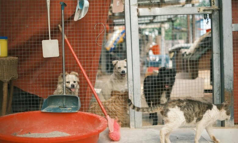 dogs watching cat in cage in shelter