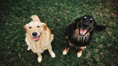 two long coated brown and black dogs