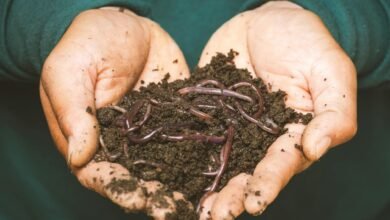 earthworms on a persons hand