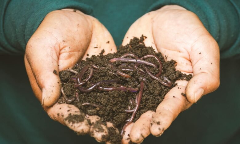 earthworms on a persons hand