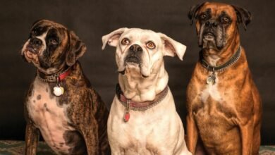 photography of three dogs looking up