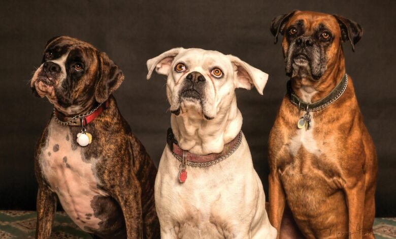 photography of three dogs looking up